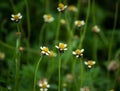 Tropical flowers, Tridax Daisy or Mexican Daisy selective focus grass flowers herb.