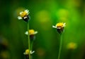 Group of tropical flowers, tridax procumbens or Mexican Daisy grass flowers growing up in the garden at home. Royalty Free Stock Photo