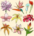 Tropical flowers - Water lily, orchid, clematis, plumeria, frangipani, bird of paradise and hibiscus