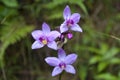 Tropical Flowers: Wild Bamboo Orchids