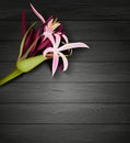 Tropical flowers on a wooden background