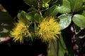 Tropical flowers - Yellow Ohia - Lehua Mamo Royalty Free Stock Photo