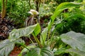 White Batflower, Princeville Botanical Gardens, Kauai, Hawaii, USA