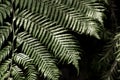 Green fern leaves, natural fern pattern on black background. Foliage background Royalty Free Stock Photo