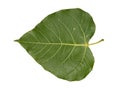 Tropical foliage bo leaf isolated on white backgrounds