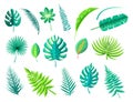 Tropical Foliage Collection Vector Illustration Royalty Free Stock Photo