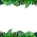 Tropical foliage. Floral design background. Vector template Royalty Free Stock Photo