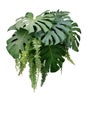 Tropical foliage plant bush of Monstera and hanging fern green l