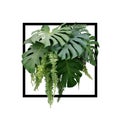 Tropical foliage plant bush of Monstera and hanging fern green l Royalty Free Stock Photo