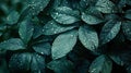 Tropical Foliage with Rainwater Drops: Dark Green Abstract Pattern for Nature Background