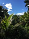 Tropical Foliage in Yunguilla Valley, Ecuador Royalty Free Stock Photo