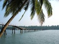 Tropical Foot Bridge