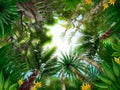 Tropical forest