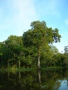 Tropický les na amazonka rieka 