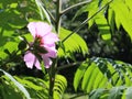 Blooming Jungle Flower In A Tropical Forest