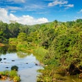 Tropical forest on the banks of the river Royalty Free Stock Photo