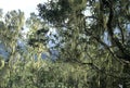Tropical forest with Beard Lichen (Usnea)