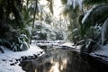 Tropical forest covered with snow