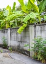 Tropical forest dschungel nature behind walls in Thailand Royalty Free Stock Photo