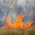 Tropical forest fire Royalty Free Stock Photo