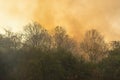 Tropical forest fire at a hill and a lot of smoke in afternoon Royalty Free Stock Photo