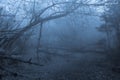 Tropical forest in fog Royalty Free Stock Photo