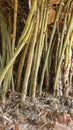 Clump And Trunk Of Golden Bamboo