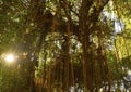 Tropical forest with hanging vines lianas in the sunshine.