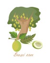 Tropical forest herbs, plants with leaves, flowers, fruits. Breadfruit tree.