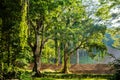 Tropical forest illuminated by a warm sun