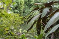 Tropical Forest inside a greenhouse representing Gondwanaland