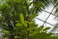 Tropical Forest inside a greenhouse representing Gondwanaland