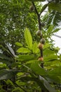 Tropical Forest inside a greenhouse representing Gondwanaland