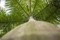 Tropical Forest inside a greenhouse representing Gondwanaland