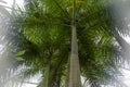 Tropical Forest inside a greenhouse representing Gondwanaland