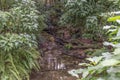 Tropical Forest inside a greenhouse representing Gondwanaland