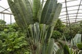 Tropical Forest inside a greenhouse representing Gondwanaland