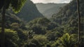 tropical forest in the jungle, tropical jungle with tropical green trees, tropical landscape Royalty Free Stock Photo