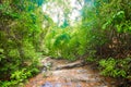 Tropical forest jungle trail in Koh Lanta Island, Krabi, Thailand