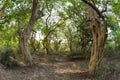 Tropical forest Keoladeo National Park