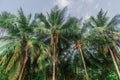 Tropical forest landscape view with coconut palms treetops at the Landhoo island at Noonu atoll Royalty Free Stock Photo