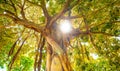 Tropical forest and large tree with lianas