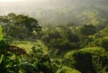 Tropical forest mist, Mexico Royalty Free Stock Photo