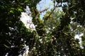 Tropical forest near Cienfuegos, Cuba