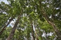 Tropical forest , northern Thailand