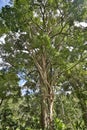 Tropical forest , northern Thailand