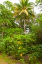 Tropical forest with palm trees Royalty Free Stock Photo