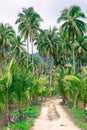 Tropical forest path, palm trees and mountains, Koh Chang island in Thailand