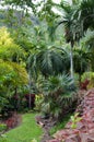 Tropical forest path Royalty Free Stock Photo