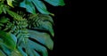 Tropical forest plants green leaves on black background, fern, m